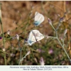 polyommatus vanensis male3